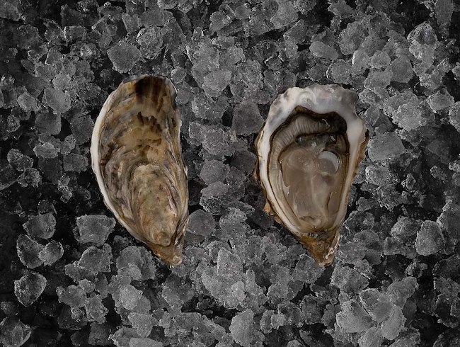 Indulge in the World’s Finest Oysters