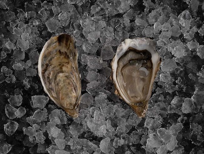 Indulge in the World’s Finest Oysters
